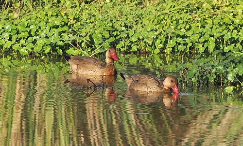 Brazilian Teal (Amazonetta brasiliensis), photo 6