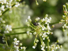 Anthrenus fuscus