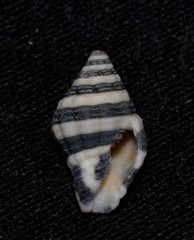 Engina zonalis