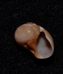 Natica pseustes