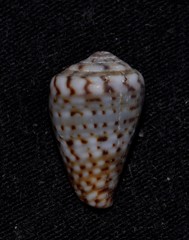 Conus aplustre