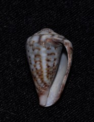 Conus aplustre