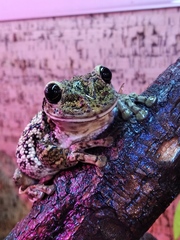 Trachycephalus nigromaculatus