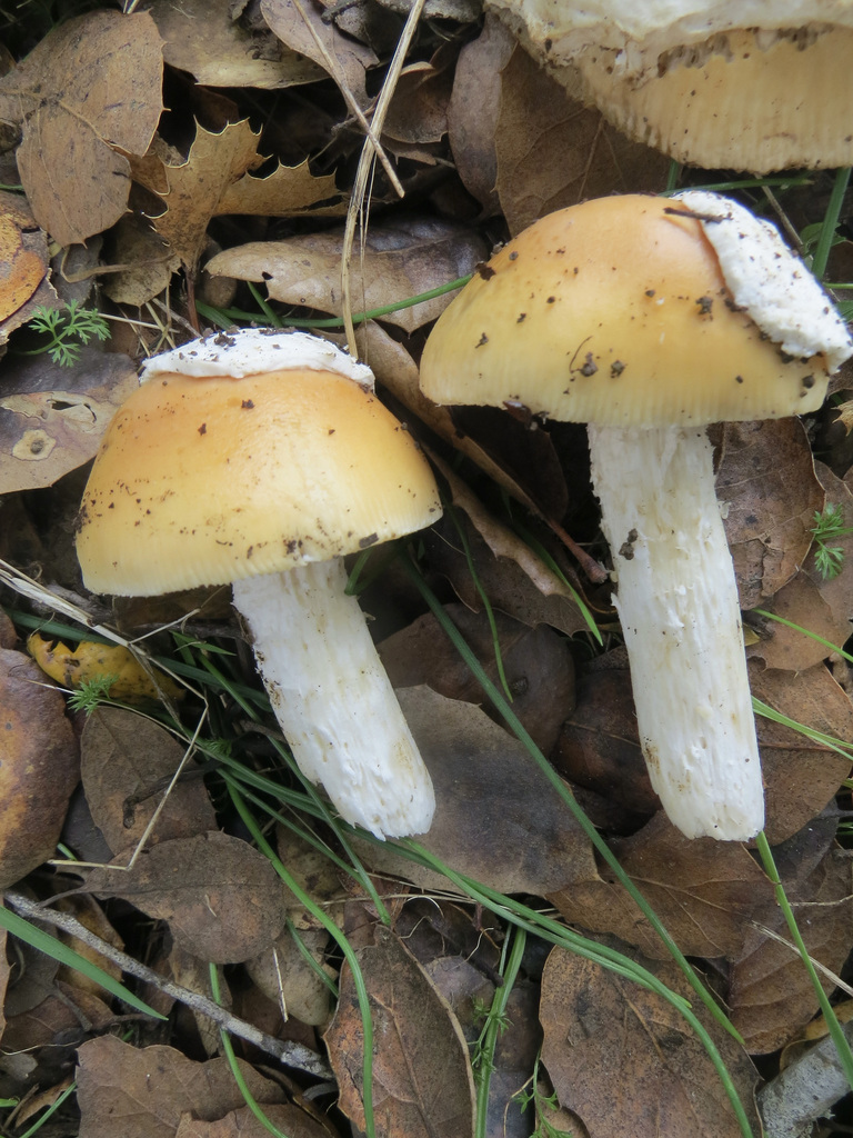 Amanita velosa · February 2026 · photo: © garth_harwood (iNaturalist, cc-by)