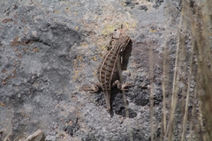 Sceloporus subniger