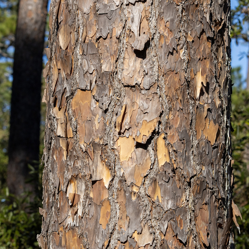 Pinus elliottii