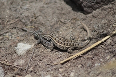 Sceloporus subniger