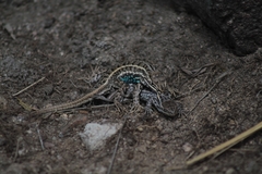 Sceloporus subniger