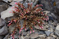 Epilobium porphyrium