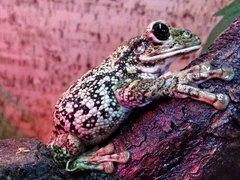 Trachycephalus nigromaculatus