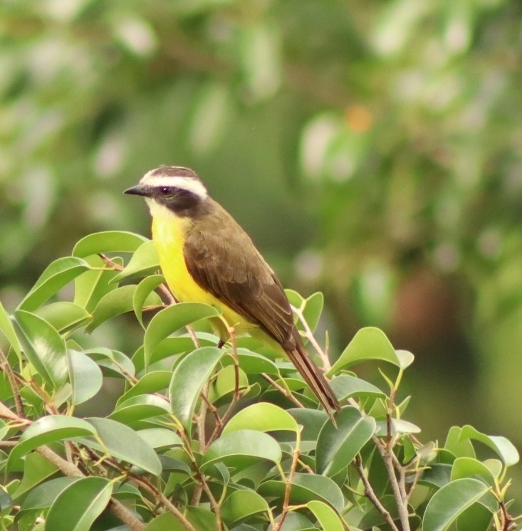 Rusty-margined Flycatcher (Myiozetetes cayanensis), photo 10