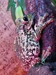 Trachycephalus nigromaculatus