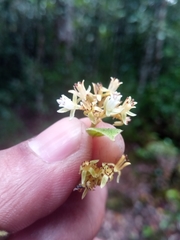Dichapetalum