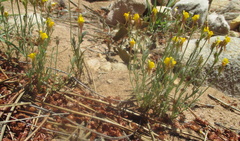 Linaria huteri