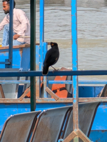 Bank Myna