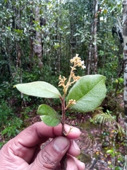 Dichapetalum