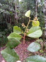 Dichapetalum