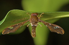 Nycterimorpha speiseri