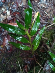 Angraecum mauritianum image