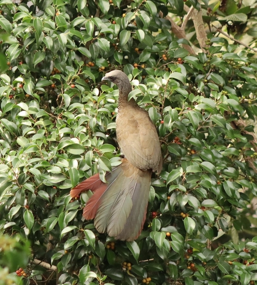 Colombian Chachalaca (Ortalis columbiana), photo 9