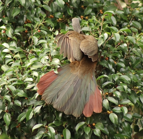 Colombian Chachalaca (Ortalis columbiana), photo 9