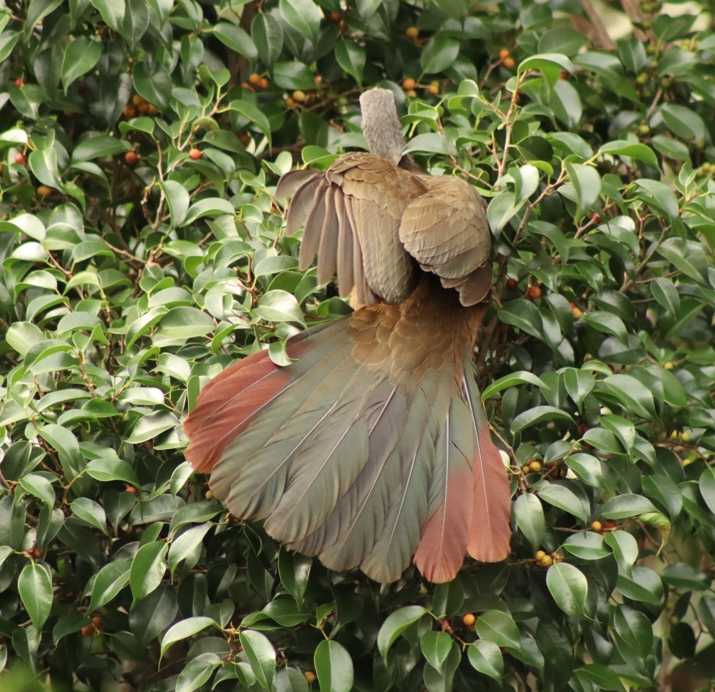 Colombian Chachalaca (Ortalis columbiana), photo 10