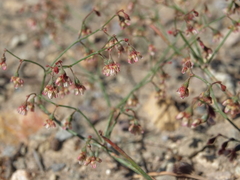 Eriogonum nutans nutans