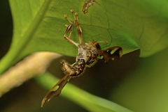 Nycterimorpha speiseri