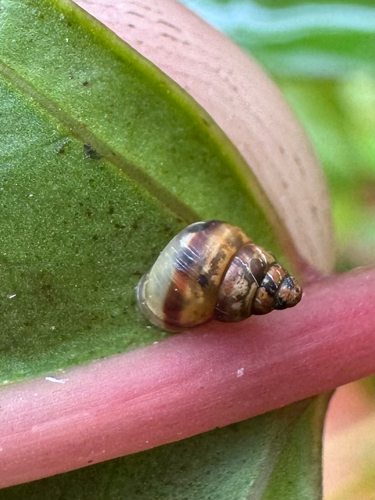 Auriculella observed 2026-02-22
