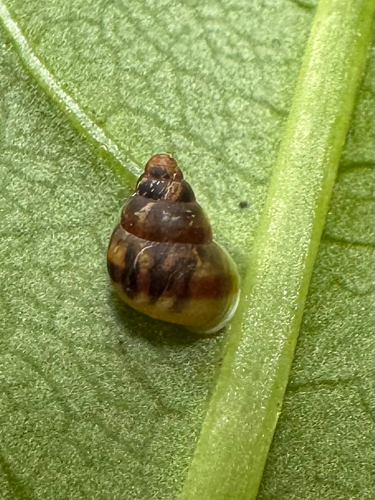 Auriculella observed 2026-02-22