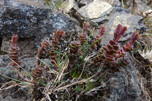 Takitimu Speedwell (Veronica spectabilis)