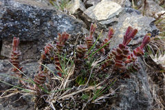 Veronica spectabilis
