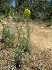 Erysimum myriophyllum