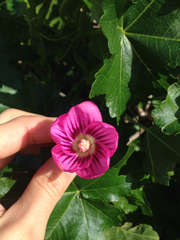 Malva assurgentiflora glabra