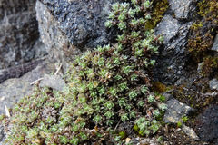 Veronica ciliolata fiordensis