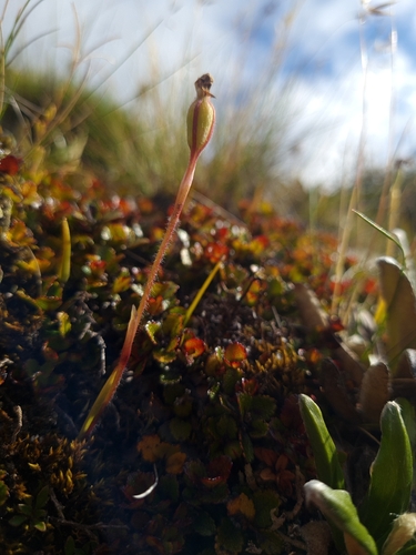 Caladenia lyallii observed 2026-02-21