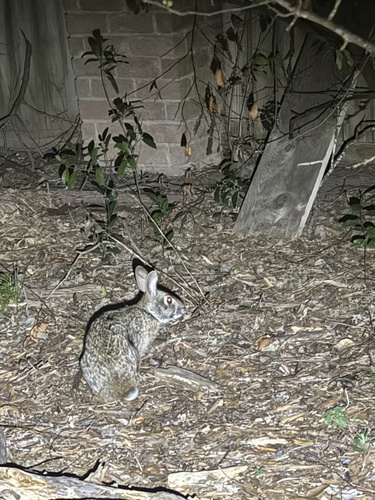 Swamp Rabbit observed by lindak22