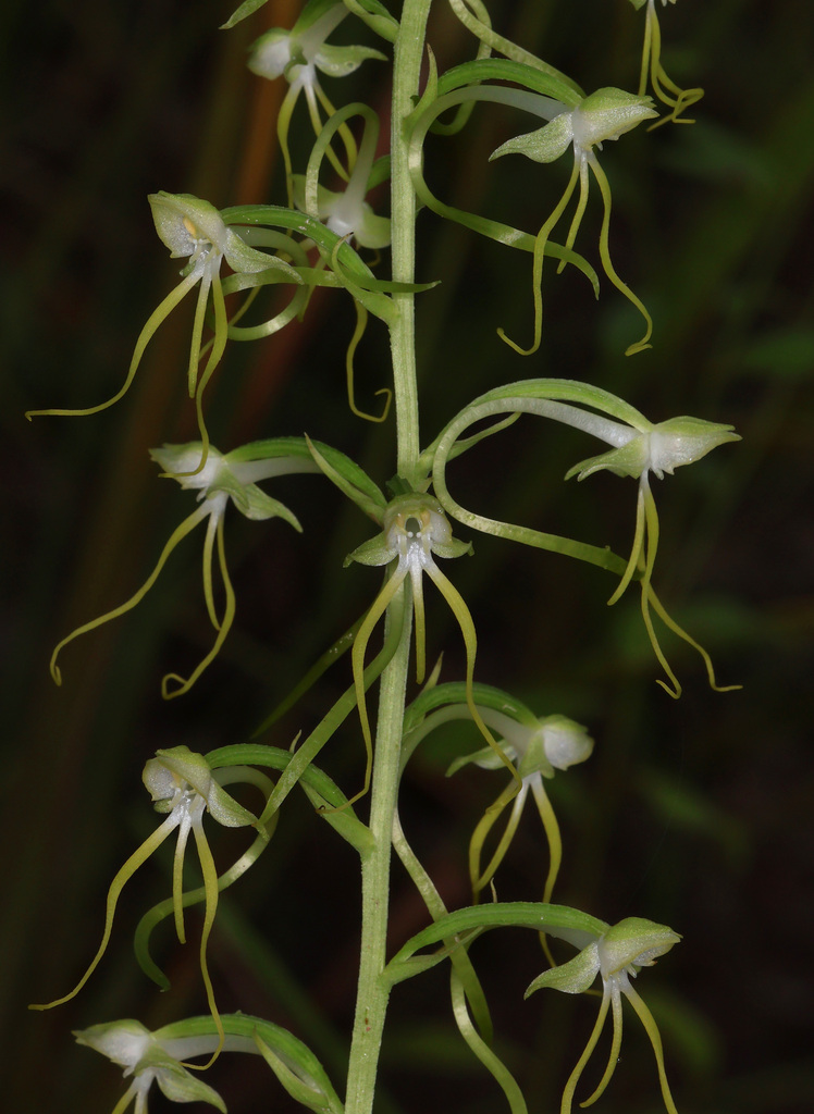 Habenaria elongata