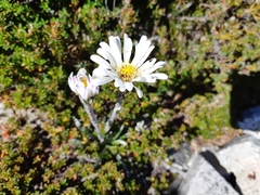 Celmisia asteliifolia