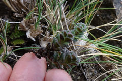 Veronica spectabilis