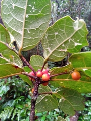 Ficus brachyclada