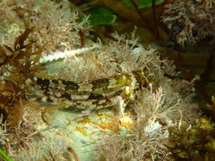 Chironemus marmoratus