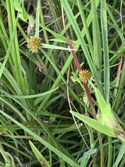 Cyperus erectus