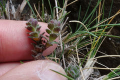 Veronica spectabilis