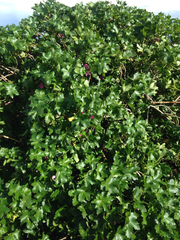 Malva assurgentiflora glabra