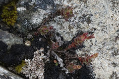 Veronica spectabilis