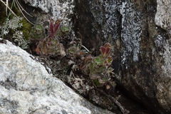 Veronica spectabilis