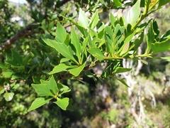 Phyllocladus aspleniifolius