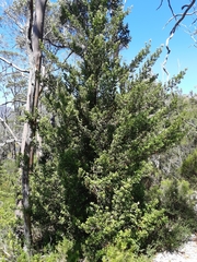 Phyllocladus aspleniifolius