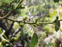 Eucalyptus subcrenulata